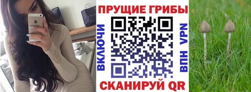 Псилоцибиновые грибы GOLDEN TEACHER Купить закладки Можга
